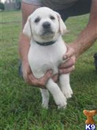 labrador retriever puppy posted by BROOK PARK LABS